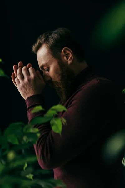 Vista laterale dell'uomo barbuto in maglione bordeaux in posa vicino a piante verdi isolate su nero — Foto stock