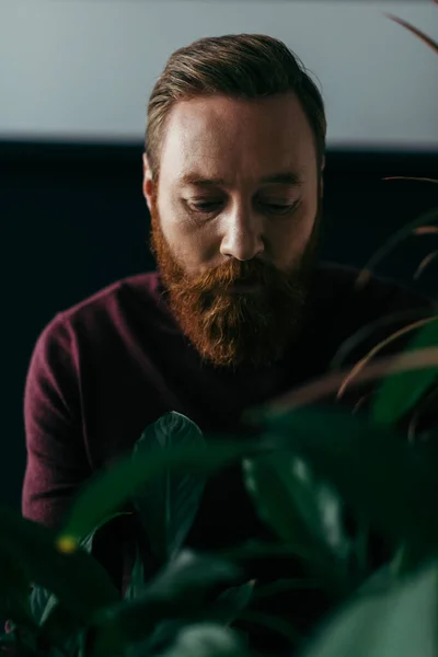 Portrait of bearded model in sweater standing near plants on black background — Stock Photo