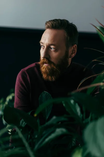 Uomo alla moda in maglione bordeaux guardando lontano vicino alle piante su sfondo nero — Foto stock