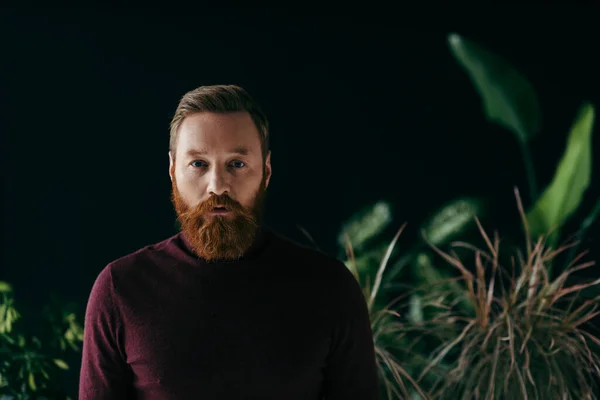 Бородатый мужчина в бордовом свитере смотрит в камеру рядом с размытыми растениями, изолированными на черном — стоковое фото