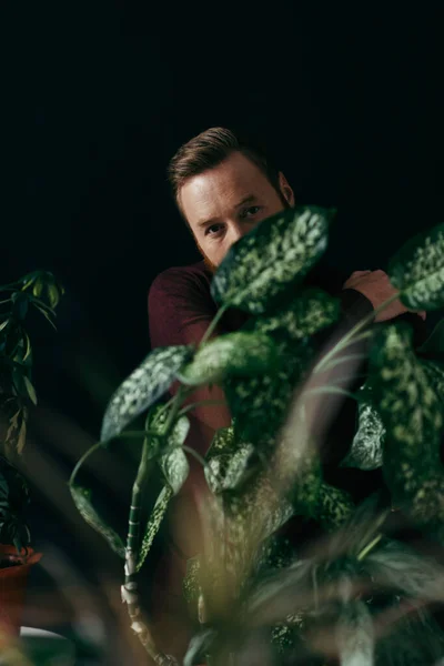 Homme en pull regardant la caméra derrière les plantes vertes isolées sur noir — Photo de stock