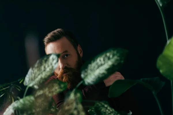 Homem barbudo olhando para a câmera perto de plantas borradas isoladas em preto — Fotografia de Stock