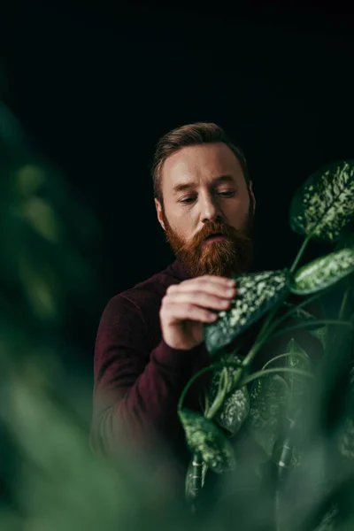 Bearded man in jumper touching leaf of tropical plant isolated on black — Stock Photo