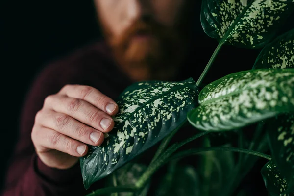 Обрізаний вид розмитого чоловіка, який торкається тропічної рослини, ізольований на чорному — стокове фото