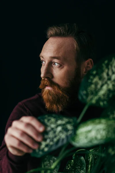 Hombre barbudo en jersey tocando planta borrosa y mirando hacia otro lado aislado en negro - foto de stock
