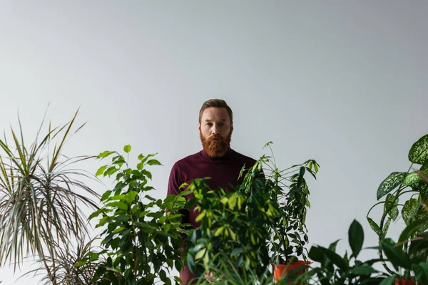 Бородатый мужчина в бордовом свитере смотрит в камеру рядом с различными растениями, изолированными на сером — стоковое фото