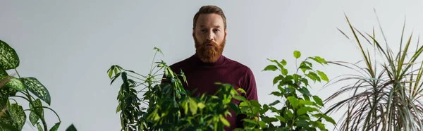 Modello elegante e barbuto in piedi vicino a piante isolate su grigio, banner — Foto stock