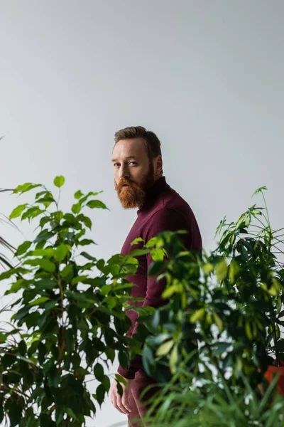 Uomo barbuto guardando macchina fotografica vicino a piante verdi con foglie sfocate isolate sul grigio — Foto stock