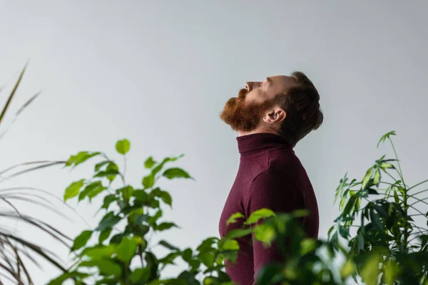 Vista laterale del modello barbuto in dolcevita in piedi dietro piante isolate su grigio — Foto stock