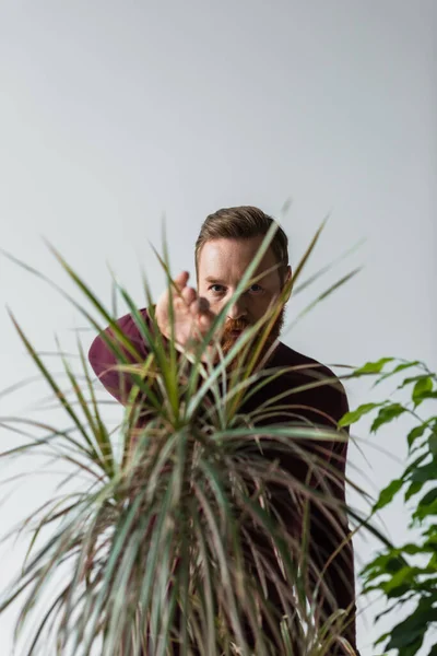 Homme barbu élégant regardant la caméra à travers les feuilles de la plante isolée sur gris — Photo de stock