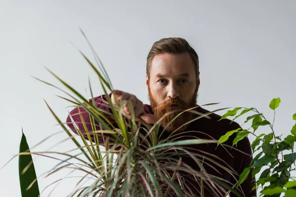 Stilvoller Mann im Pullover berührt Blätter tropischer Pflanzen isoliert auf grau — Stockfoto