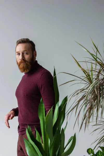 Бородатая модель в свитере, смотрящая на камеру рядом с размытыми растениями, изолированными на сером — стоковое фото
