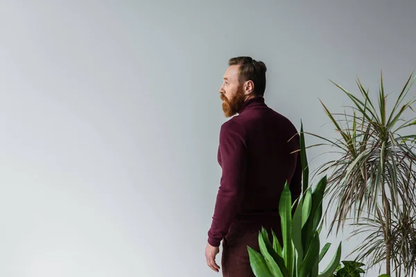 Vista laterale di uomo elegante in maglione in piedi vicino a piante isolate su grigio con spazio copia — Foto stock