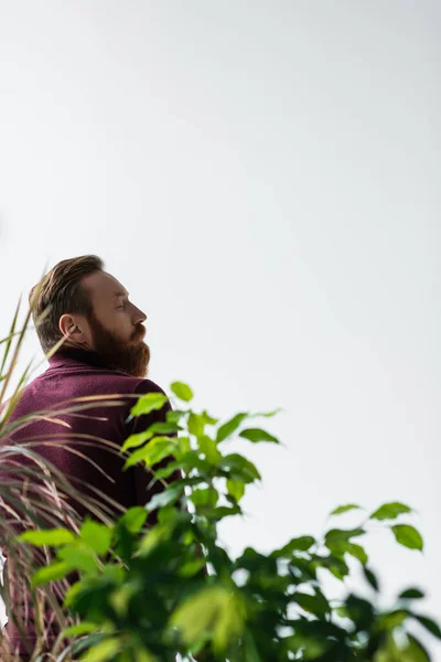 Вид сбоку стильного бородатого мужчины, стоящего рядом с размытыми растениями, изолированными на сером фоне — стоковое фото