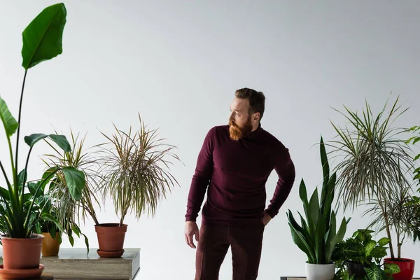 El hombre a la moda en el jersey por la mano en el bolsillo de los pantalones cerca de las plantas aisladas en gris - foto de stock