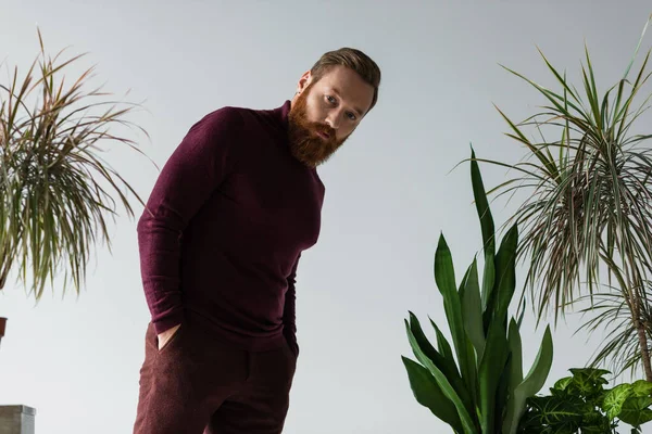 Бородатый человек, стоящий с руками в карманах рядом с различными растениями, изолированными на сером — стоковое фото
