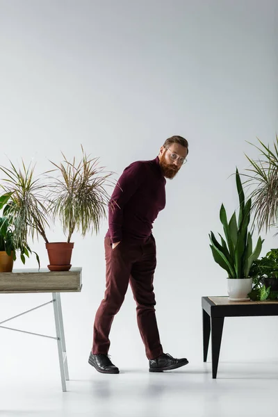 Tutta la lunghezza di uomo barbuto in occhiali in piedi con le mani in tasche vicino a diverse piante in vasi da fiori su grigio — Foto stock