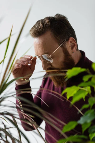 Bearded man adjusting eyeglasses near green plants on blurred foreground on grey — Stock Photo