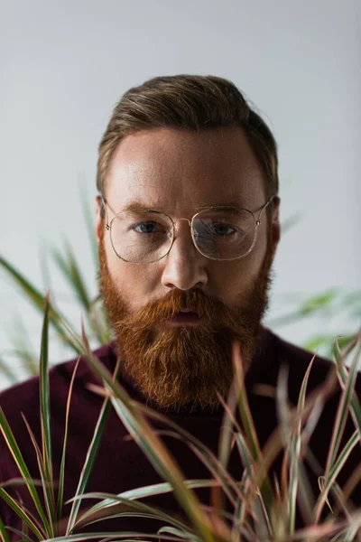 Uomo barbuto in occhiali guardando la fotocamera vicino alla pianta offuscata in primo piano sfocato su grigio — Foto stock