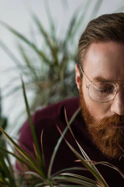 Обрезанный вид бородатого человека в очках, стоящего рядом с зелеными растениями на сером — стоковое фото
