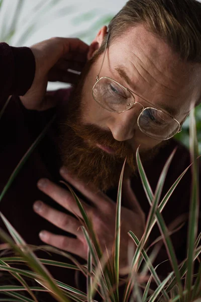 Бородатый мужчина в очках смотрит в сторону, позируя рядом с размытым растением на сером — стоковое фото