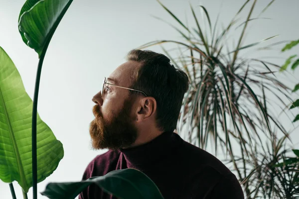Vue latérale de l'homme barbu à lunettes regardant loin près des plantes tropicales vertes sur gris — Photo de stock