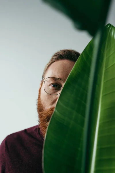 Partial view of bearded man in eyeglasses posing near green tropical leaf isolated on grey — Stock Photo