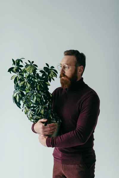 Homme barbu dans des lunettes tenant la plante verte dans le pot de fleurs isolé sur gris — Photo de stock