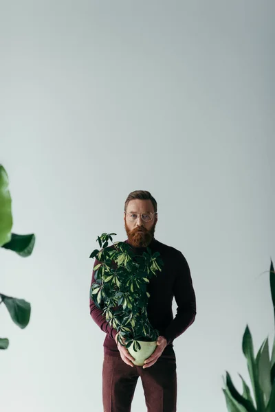 Uomo barbuto in occhiali che tiene pianta verde in vaso da fiori e guardando la fotocamera isolata su grigio — Foto stock