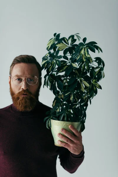Бородатий чоловік у окулярах тримає рослину з зеленим листям у квітковому горщику ізольований на сірому — стокове фото