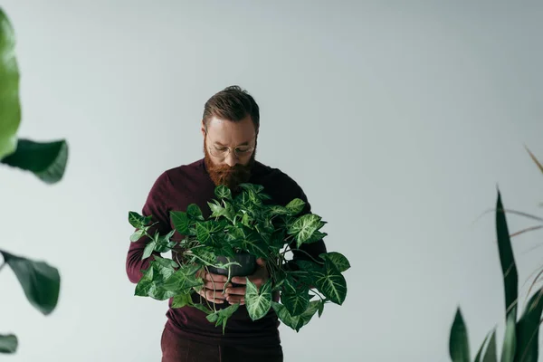 Бородатый мужчина в очках смотрит на зеленое растение в цветочном горшке, изолированном на сером — стоковое фото