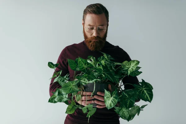 Bärtiger Mann mit Brille betrachtet Pflanze mit grünen Blättern isoliert auf grau — Stockfoto