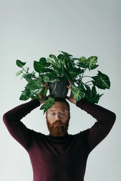 Uomo barbuto in occhiali che tiene pianta verde in vaso da fiori sopra la testa isolato su grigio — Foto stock