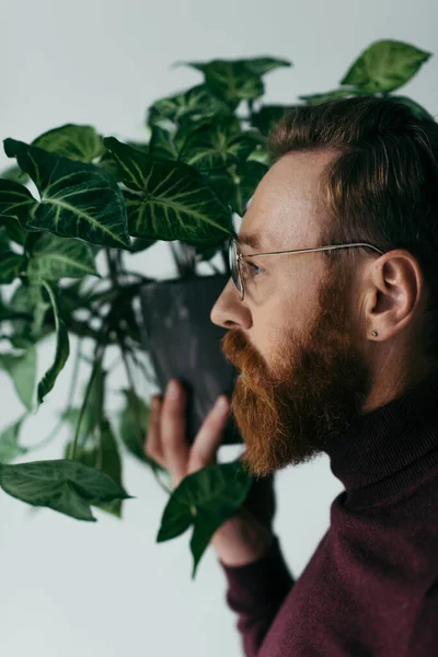 Вид збоку бородатого чоловіка в окулярах, що тримає зелену рослину в вазоні ізольовано на сірому — стокове фото