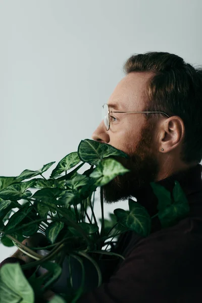 Side view of bearded man in eyeglasses near plant with green leaves isolated on grey — Stock Photo