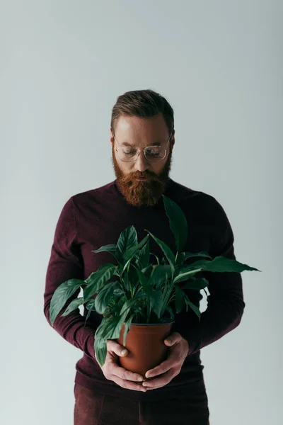 Бородатый мужчина в очках и бордовая водолазка, смотрящий на зеленое растение в цветочном горшке, изолированном на сером — стоковое фото