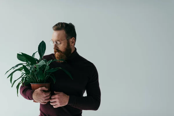 Бородатый мужчина в очках и бордовая водолазка цвета держа зеленое растение в цветочном горшке изолированы на сером — стоковое фото