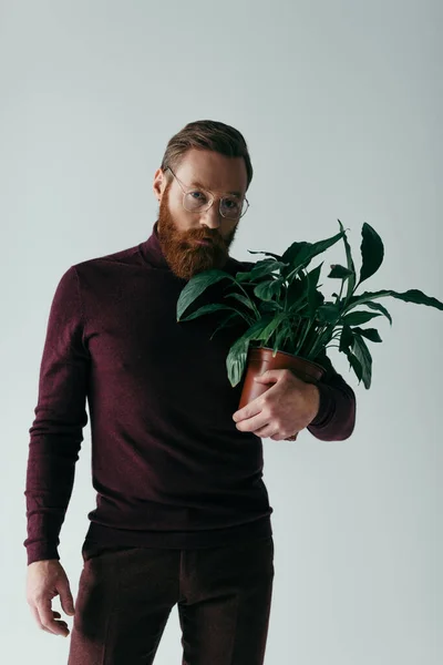 Bearded man in eyeglasses and burgundy color turtleneck holding plant in flowerpot isolated on grey — Stock Photo