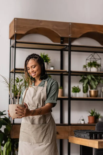 Радостный африканский флорист в фартуке держит зеленое растение в горшке рядом с размытой стойкой в цветочном магазине — стоковое фото