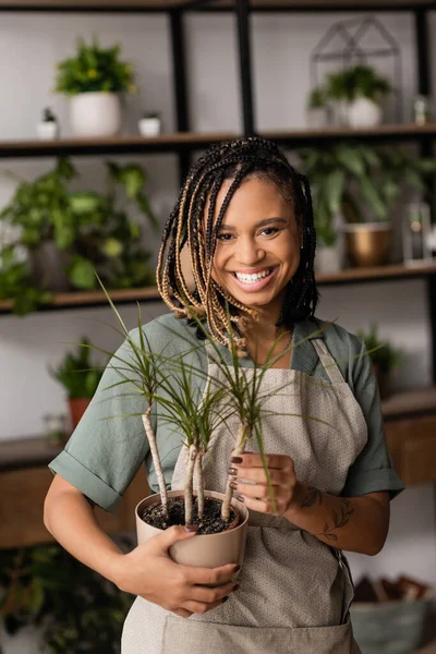 Afrikanisch-amerikanische Floristin mit Dreadlocks hält grüne Topfpflanze in der Hand und lächelt in die Kamera im Blumenladen — Stockfoto