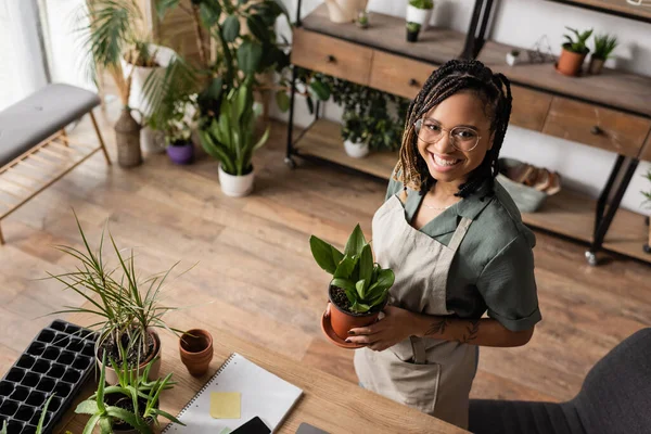 High angle view of cheerful african american florist in apron holding plant and looking at camera in flower shop — Stock Photo