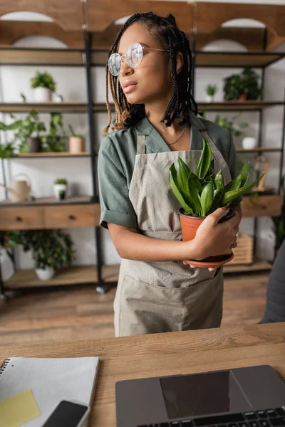 Elegante fiorista afroamericano con trecce in possesso di pianta in vaso e guardando lontano vicino gadget sulla scrivania in negozio di fiori — Foto stock