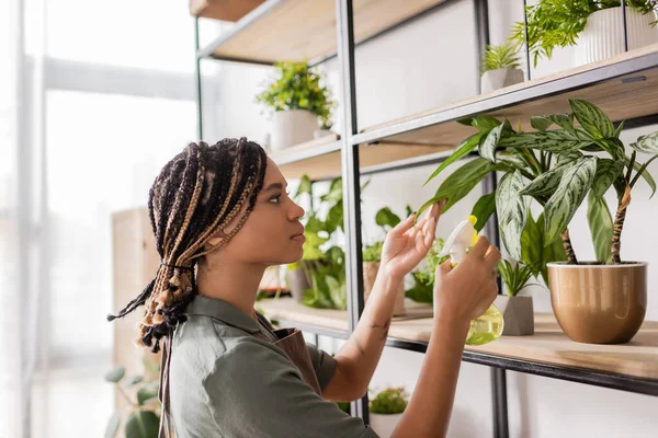 Side view of african american florist with braids spraying potted plant on rack in flower shop — Stock Photo