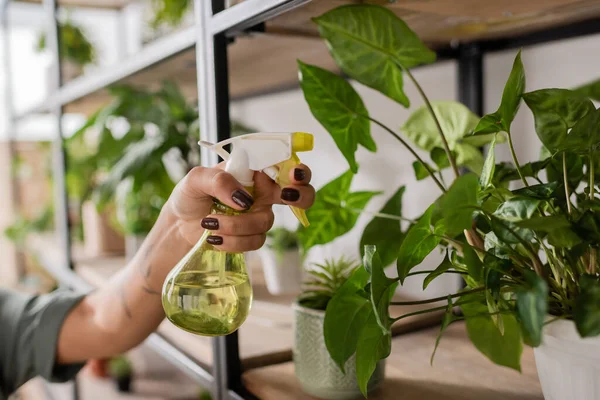 Partial view of african american woman holding spray bottle with fresh water near green plant in flower shop — Stock Photo