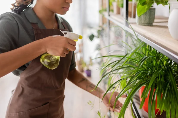 Partial view of african american florist refreshing green plants from spray bottle on rack in flower shop — Stock Photo