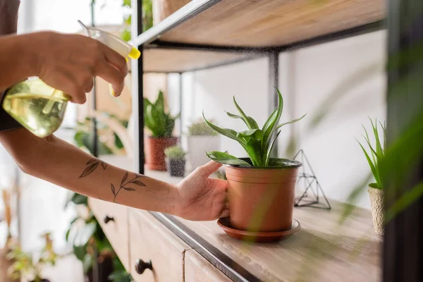 Vista ritagliata di tatuato fiorista afroamericano in possesso di bottiglia spray vicino alla pianta in vaso su rack — Foto stock