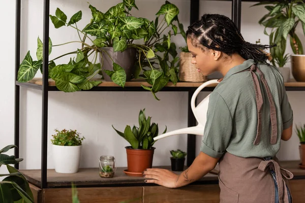Young african american florist in apron watering green potted plants on rack in flower shop — Stock Photo