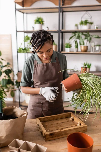 Joven florista afroamericano en delantal sosteniendo tijeras y macetas mientras trabaja en floristería - foto de stock