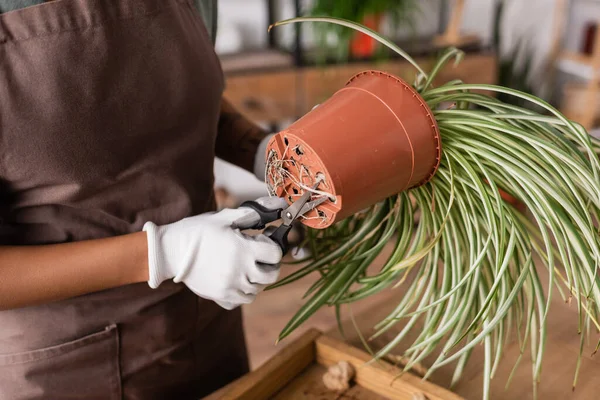 Vue partielle du fleuriste afro-américain coupant les racines de la plante en pot tout en travaillant dans un magasin de fleurs — Photo de stock