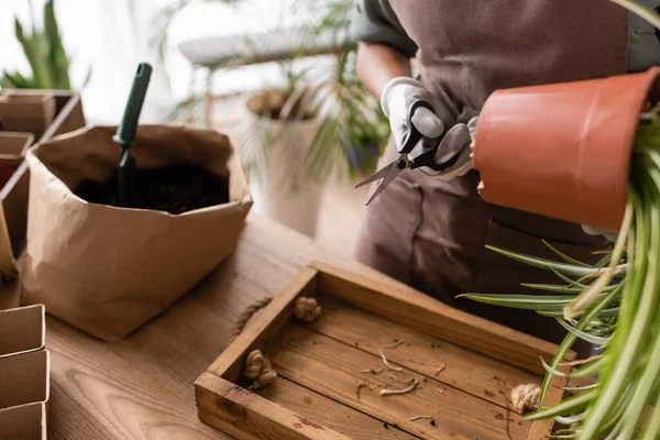 Partial view of african american florist holding potted plant and scissors near paper bag with soil — Stock Photo